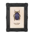 Scarab Beetle Framed Wall Art Print